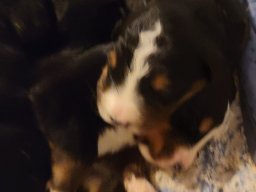 Puppy updates